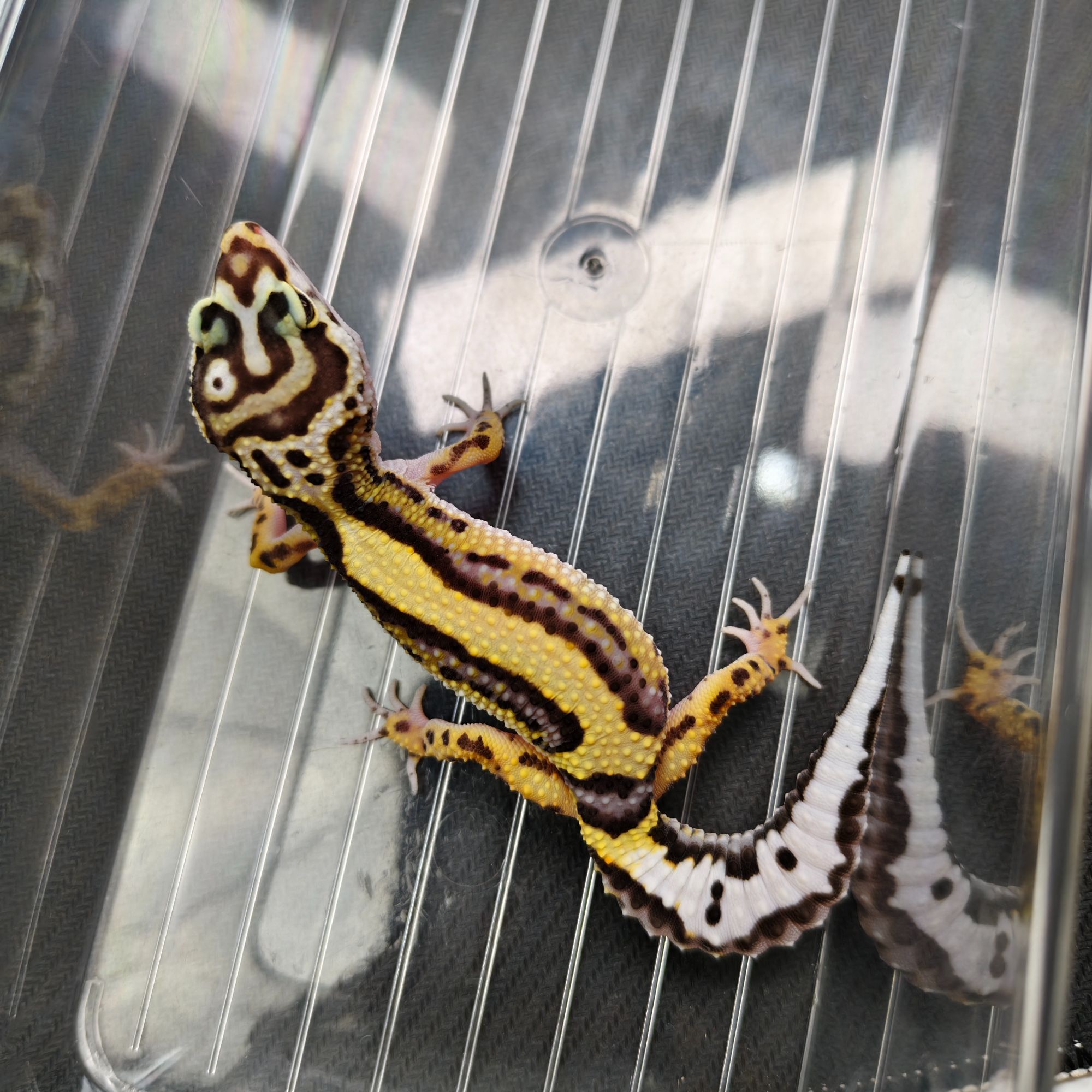 土匪豹纹守宫   妹妹