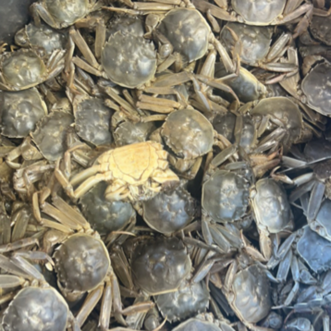 特价一元蟹 辣炒 涮火锅