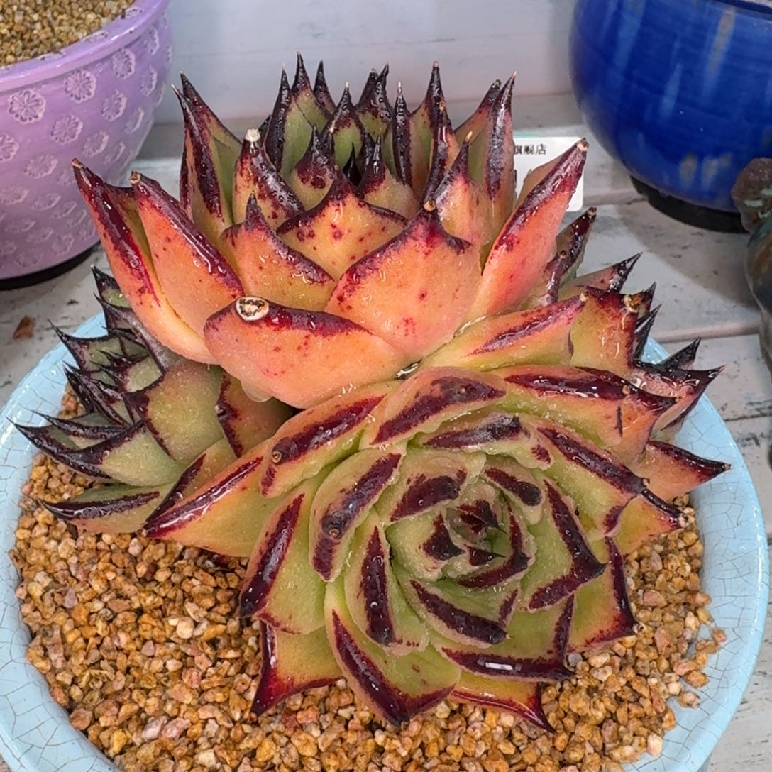 从前慢多肉精选编号1230.188