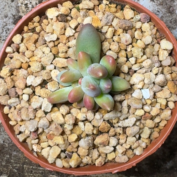 迷雾森林 叶插 一物一拍