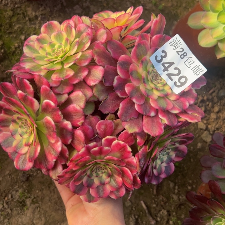 3429海仙多肉植物