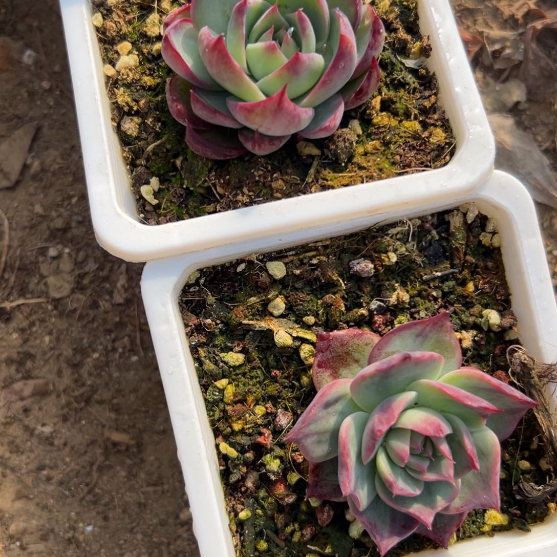 多肉植物两颗惊鸿