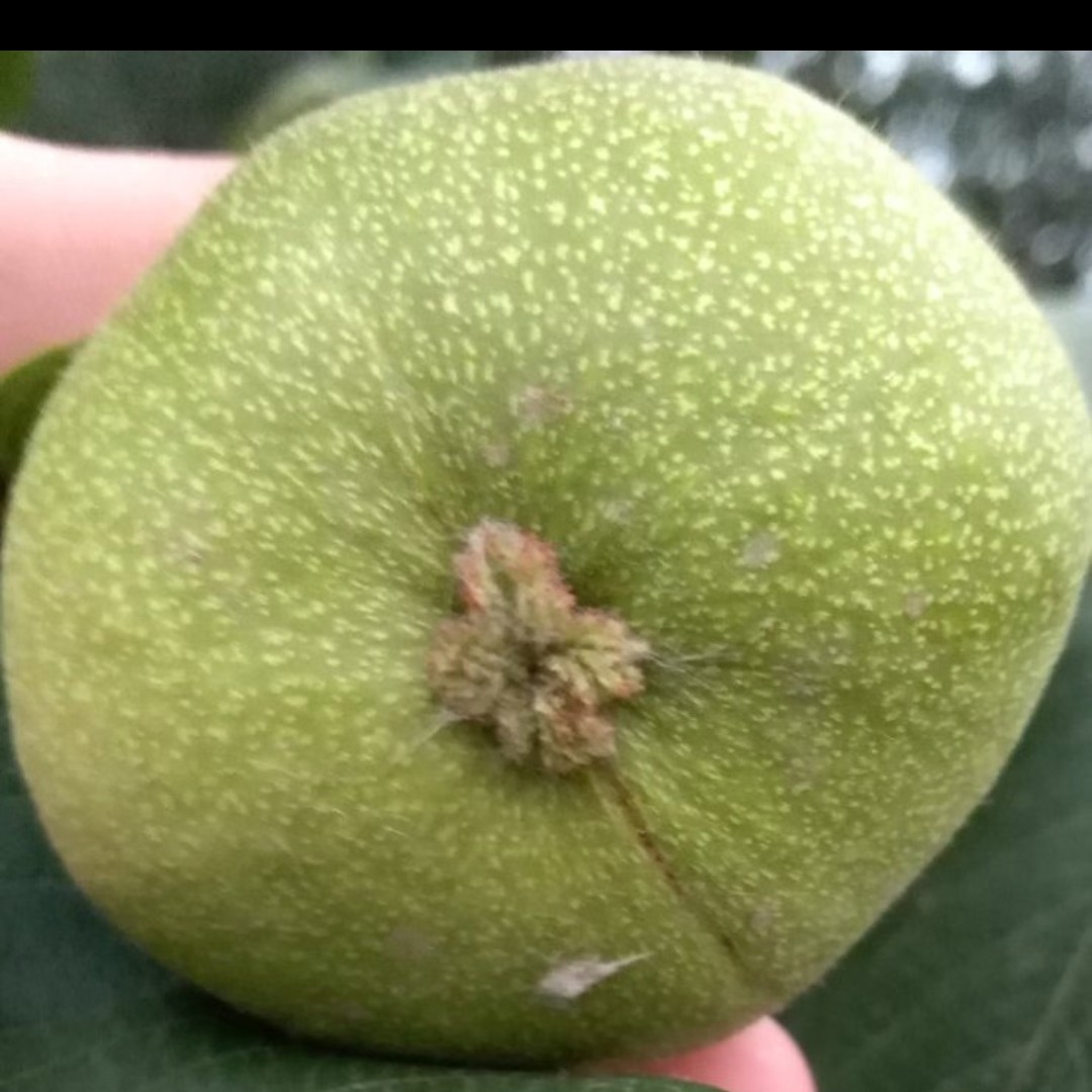 易出三棱盘山公子帽狮子头青皮手玩核桃精品盘玩
