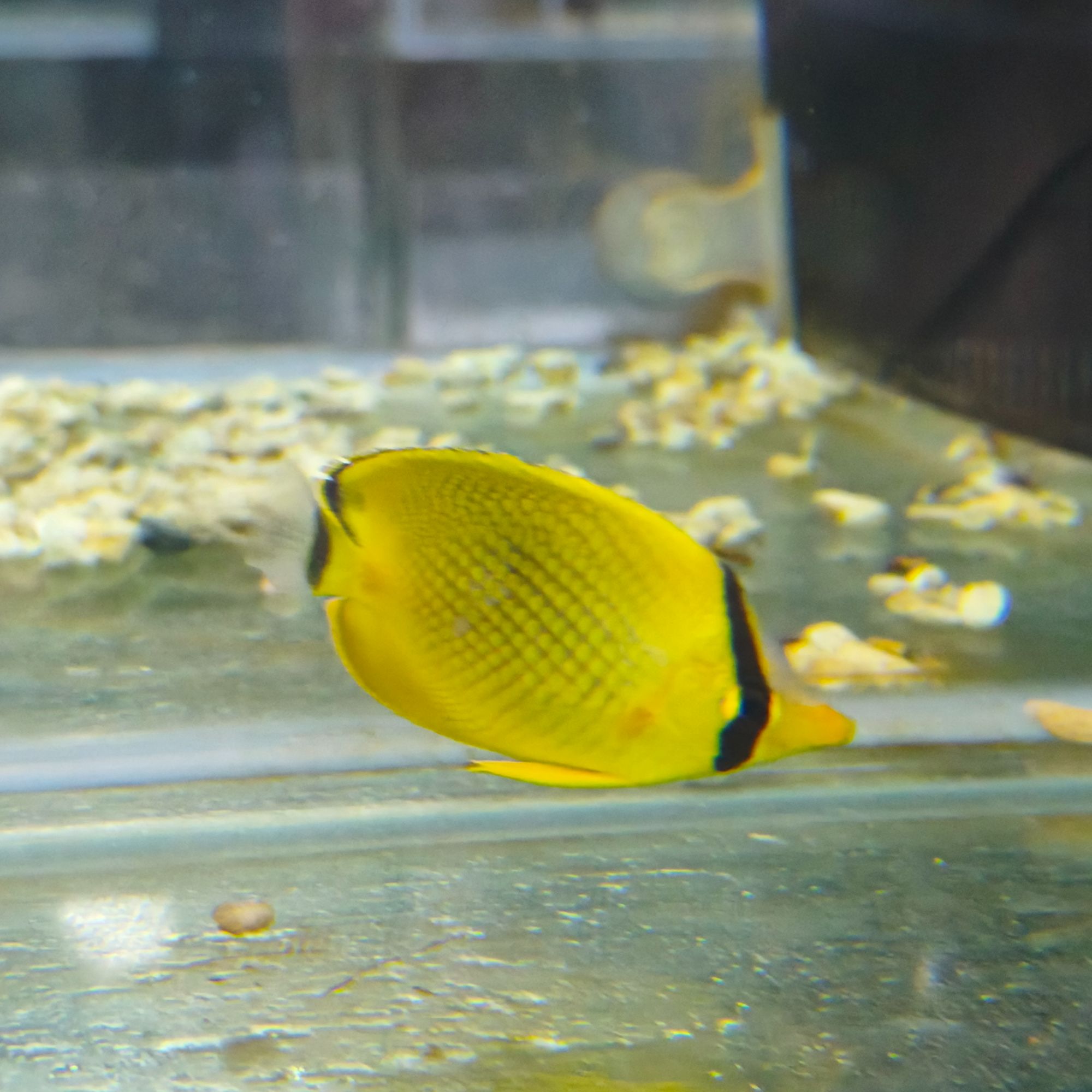 黄网蝶海水观赏鱼默认顺丰不包邮