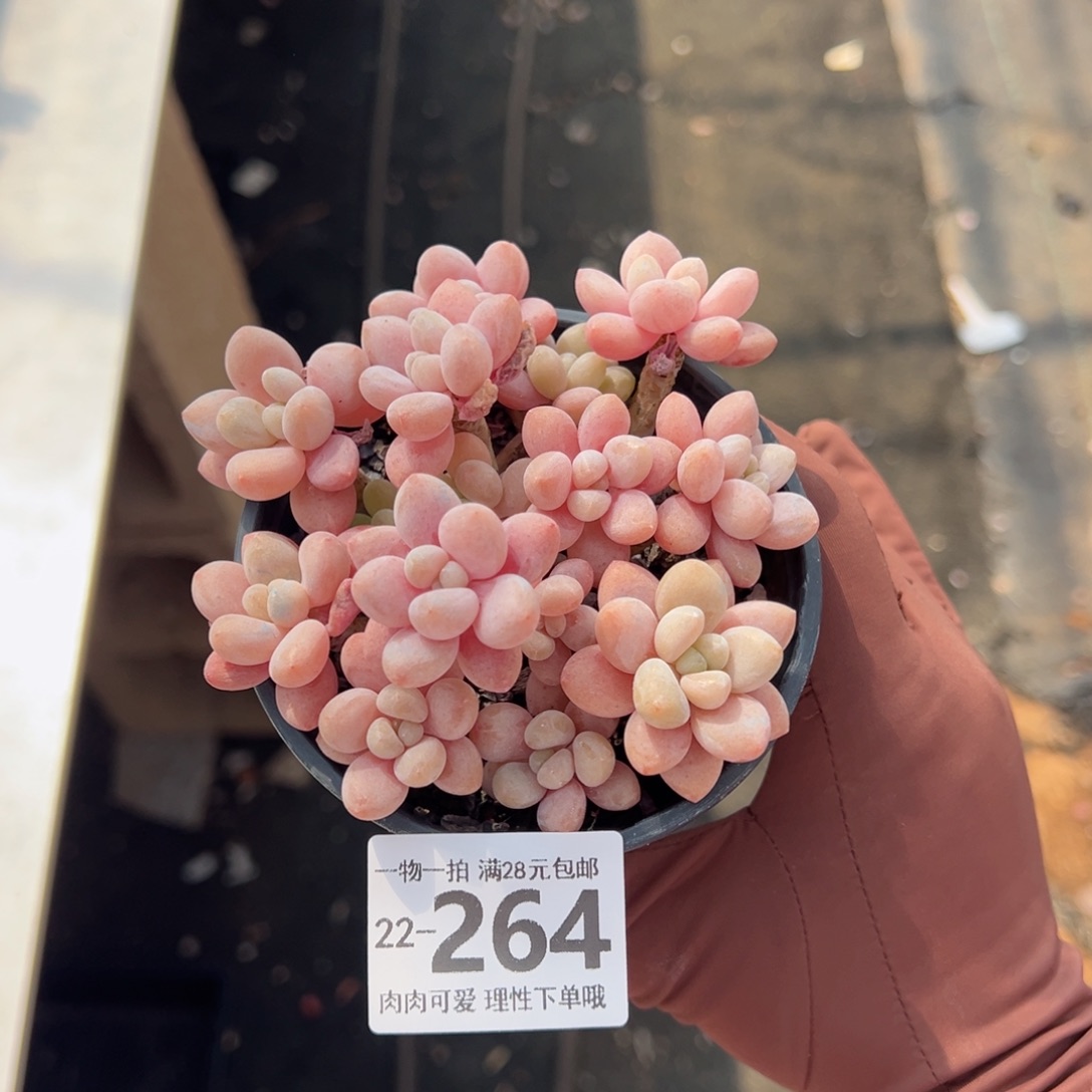 鱼子酱多肉多肉多肉多肉