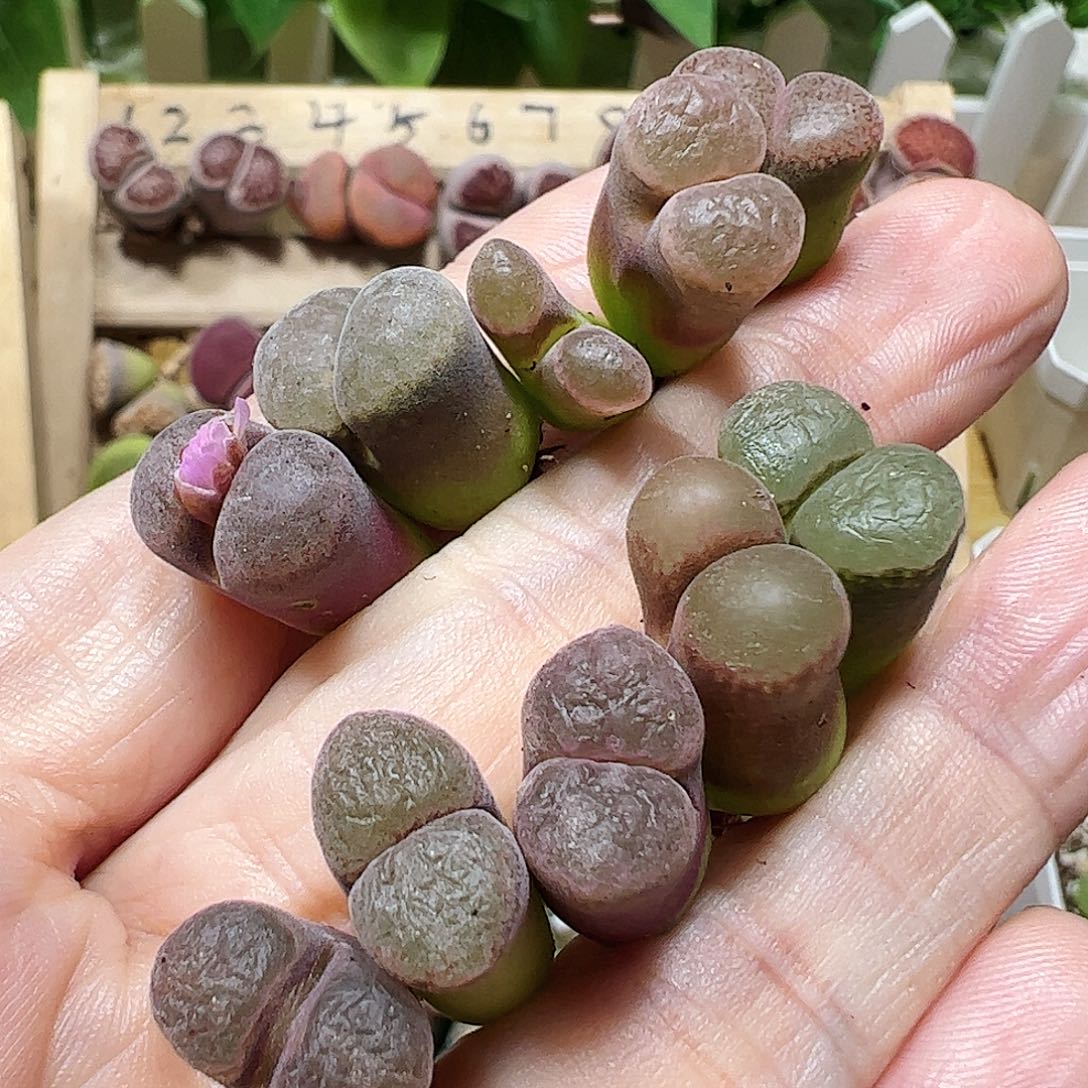 无花朵风铃一手包邮………………………