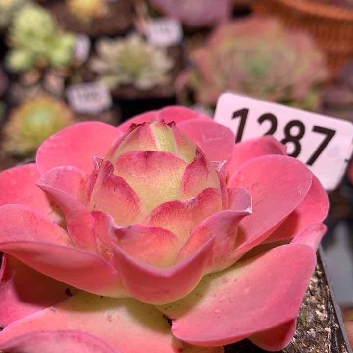 草莓1287山地玫瑰