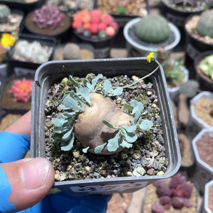 879产地格加厚墩菊