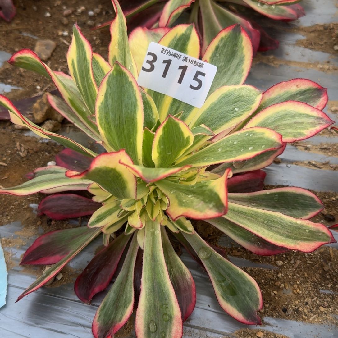 3115魅影多肉植物