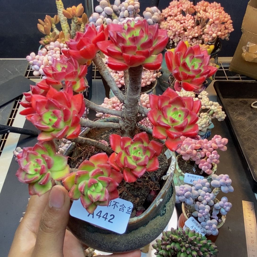 442蒂亚多肉肉9c m