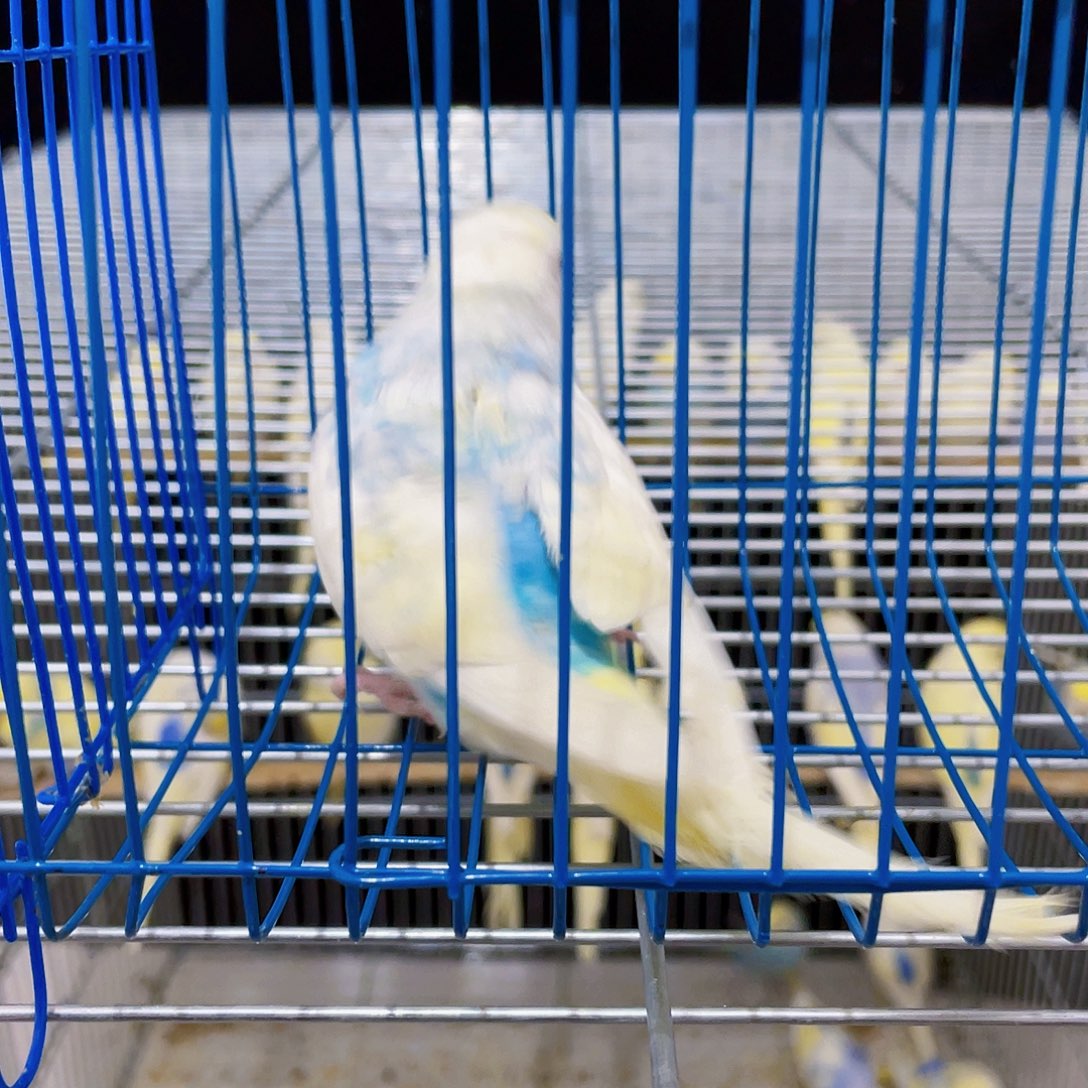 虎皮鹦鹉虎皮鹦鹉