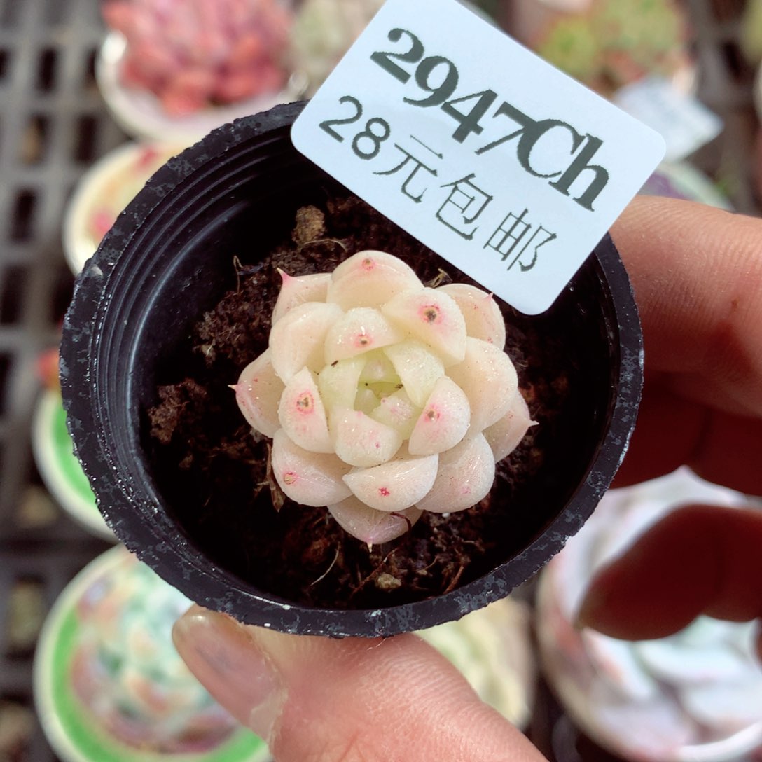 5厘米盆精控多肉2947