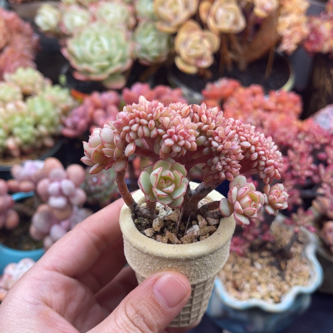 孙*娘凌波仙子 九公分 带盆