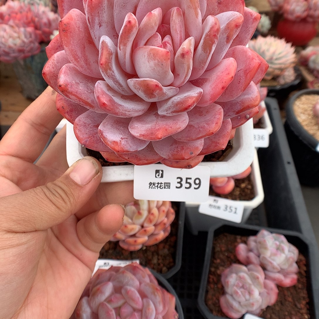 359韩橙多肉植物一物一拍