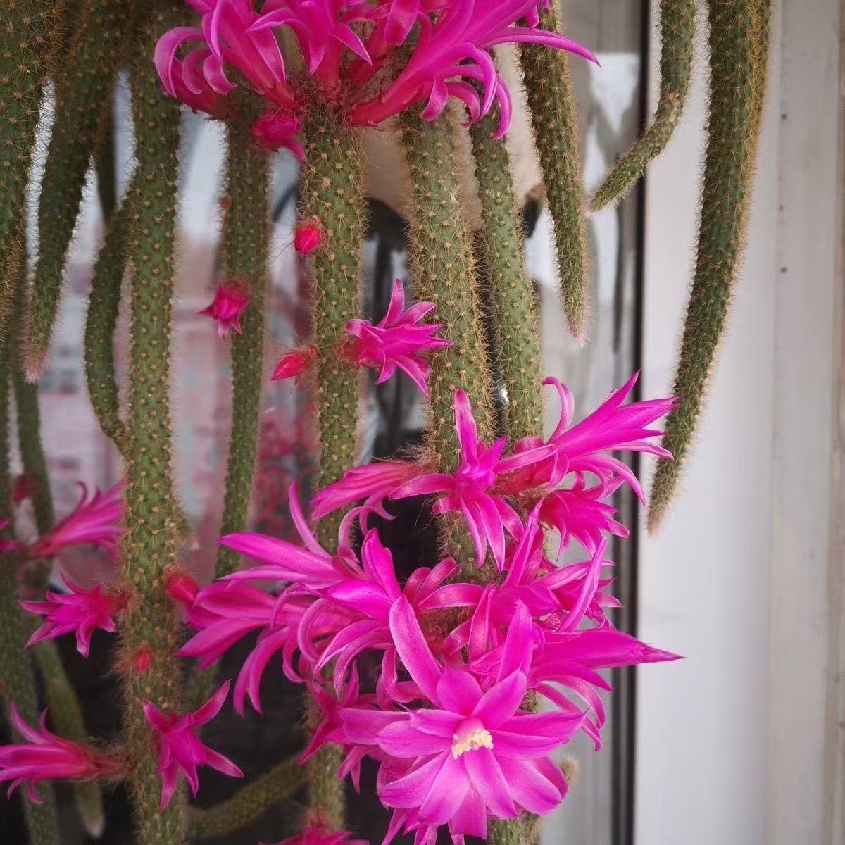 满十八包邮【鼠尾令箭】