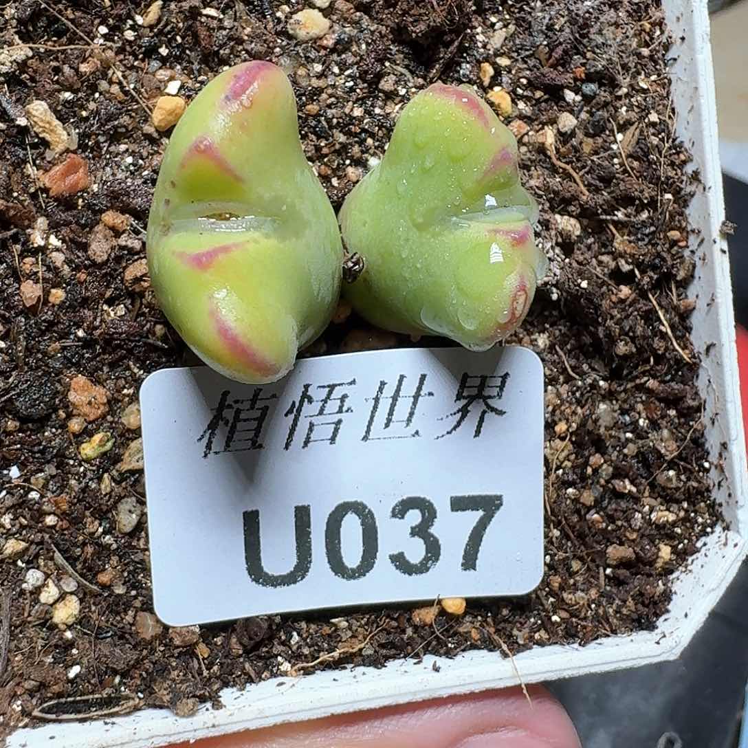 037¥盒多肉植物哇dv vg