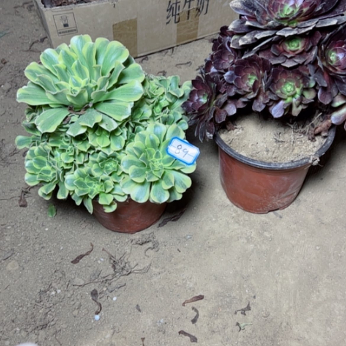 【闪购商品】有霞疵89