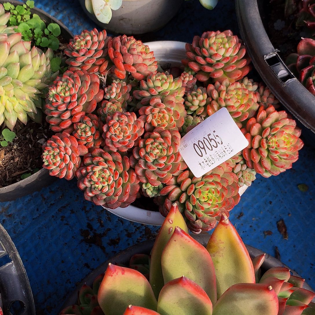 优***装    草莓慕斯多肉09055