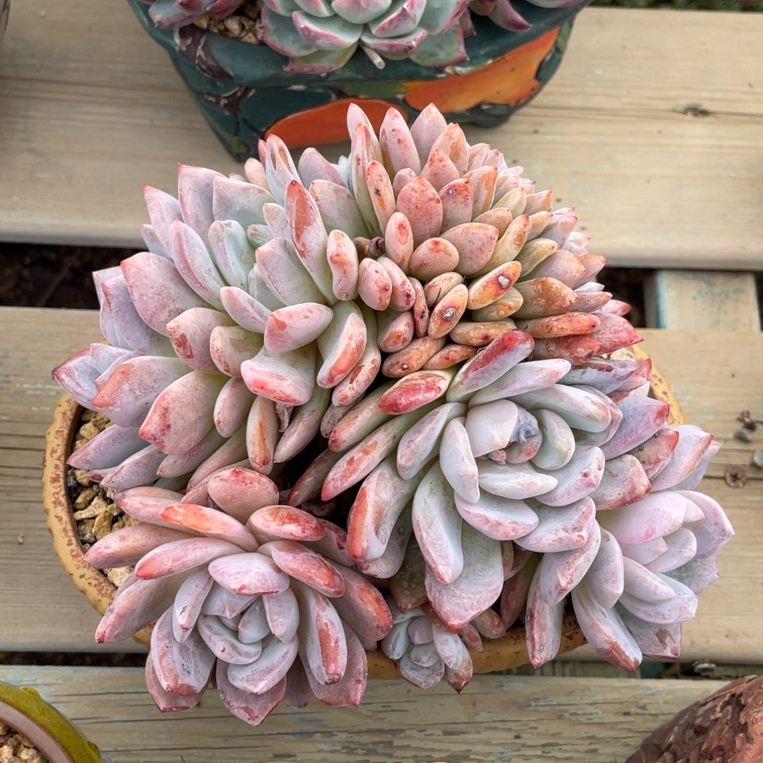 橙梦露朵朵缀无砍