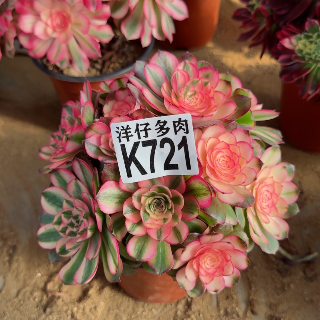 721荔枝法师园艺官服20左右2号