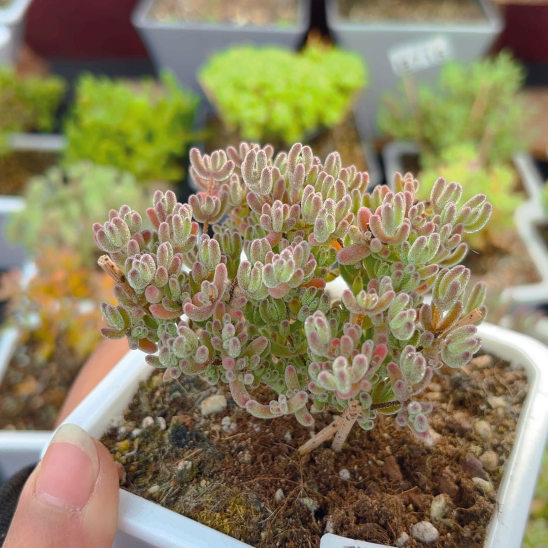 J****^736换紫晶杂补差价836。      