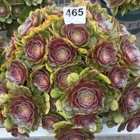 465万拉丝朵朵32厘米左右