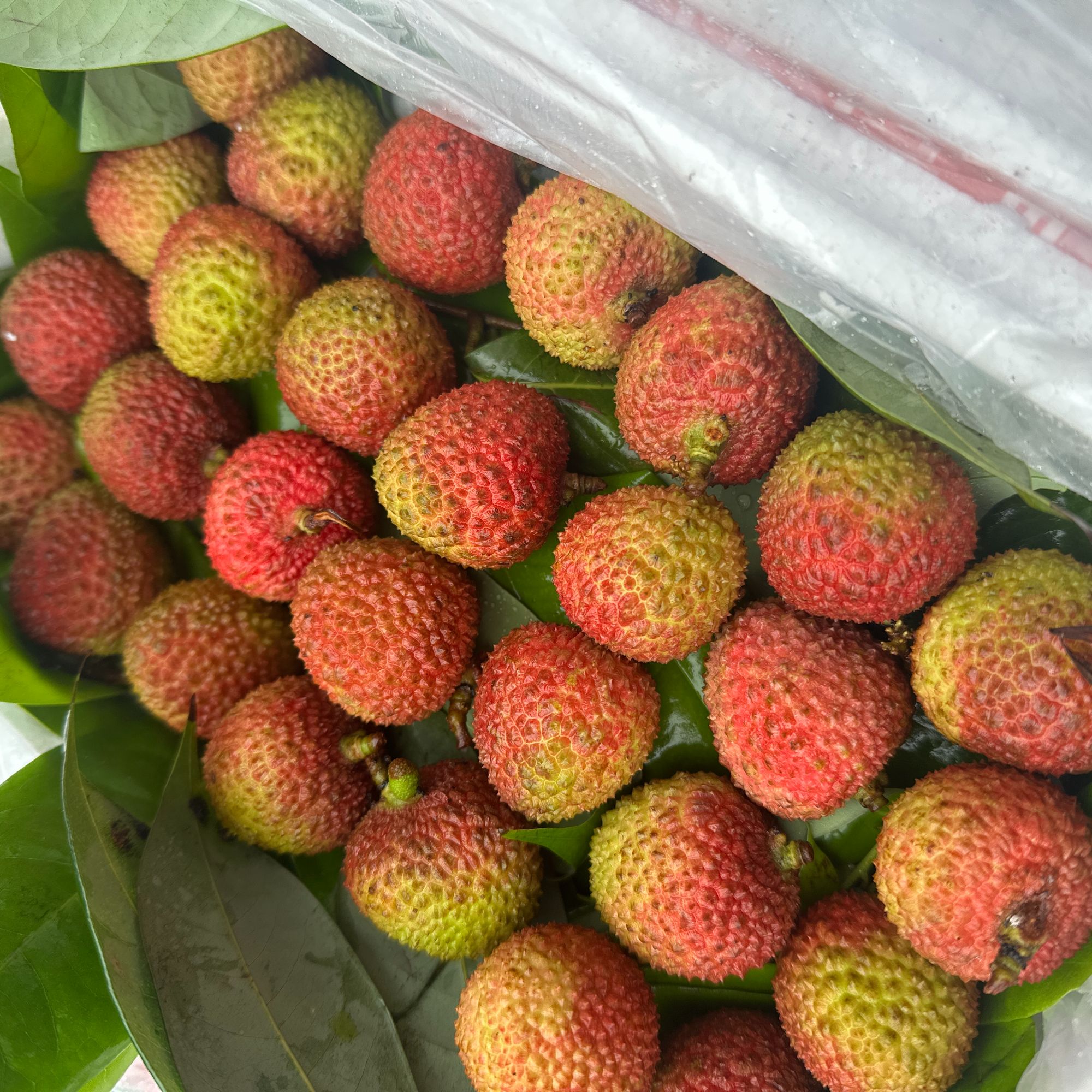 【双福翠宝宝】海南妃子笑 树熟高甜 皮薄核小 只发川渝