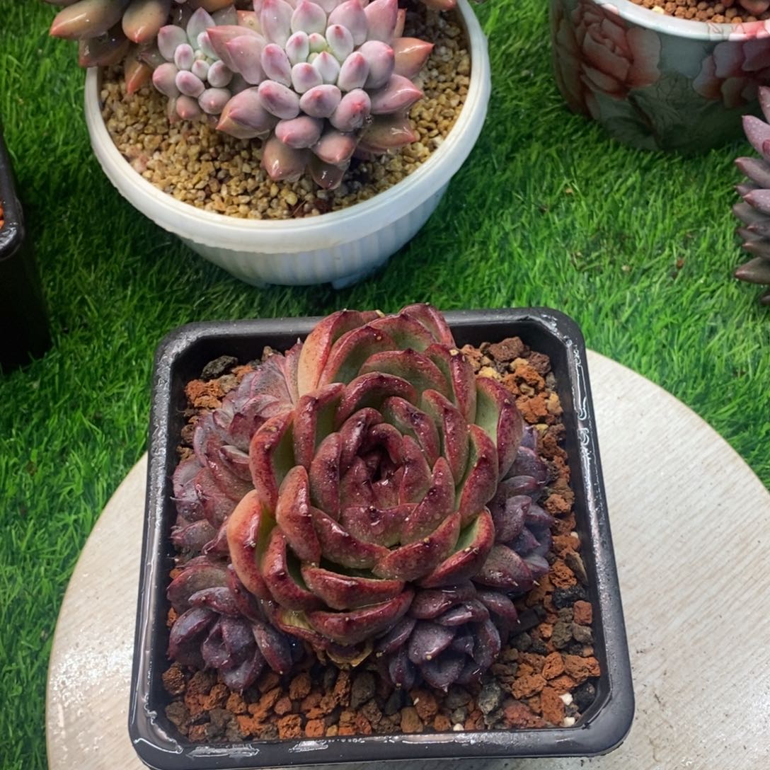 黑橙子手捧多肉植物