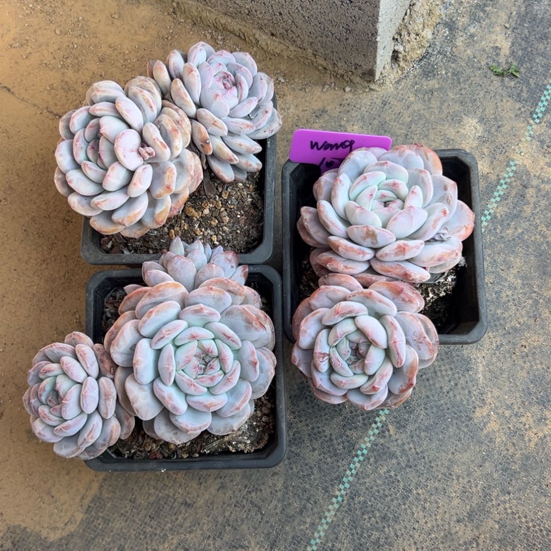 @***g橙子3颗11111111111111