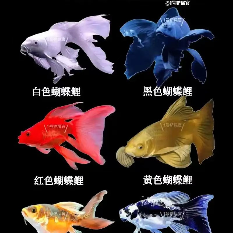 蝴蝶鲤普身贵妃观赏鱼冷水鱼招财鱼好养
