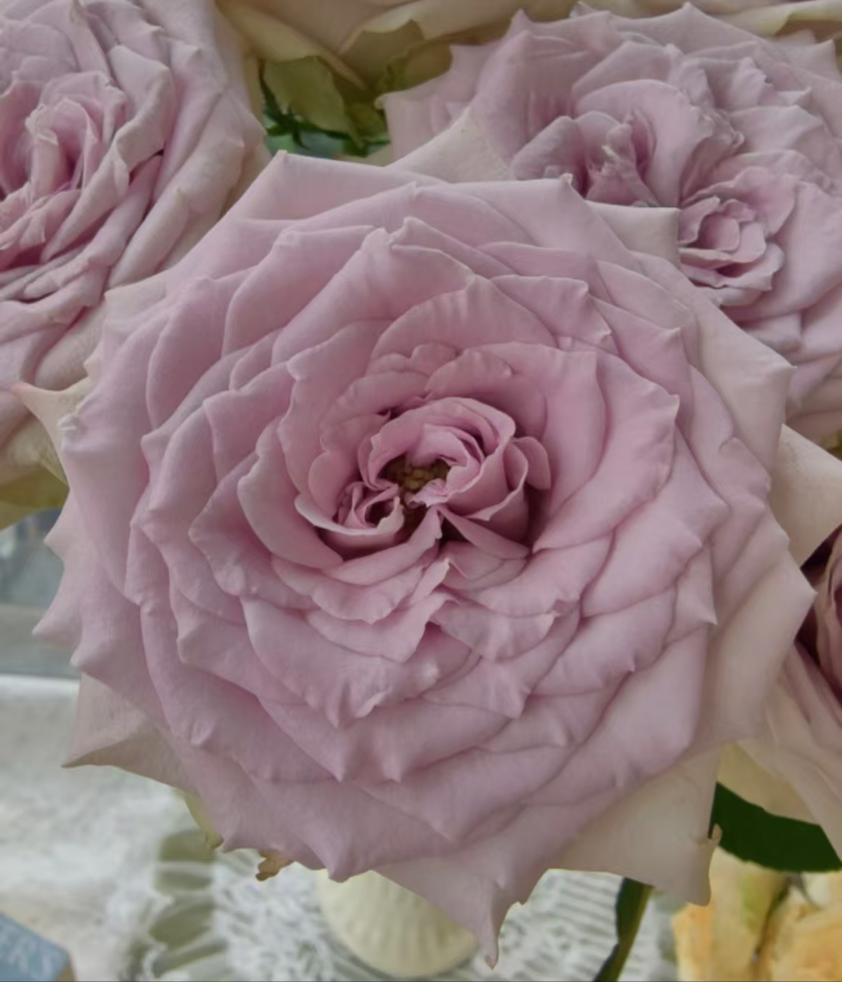 【陌上花开】魔法乐章-稀有单头玫瑰（收到请带包装醒花）