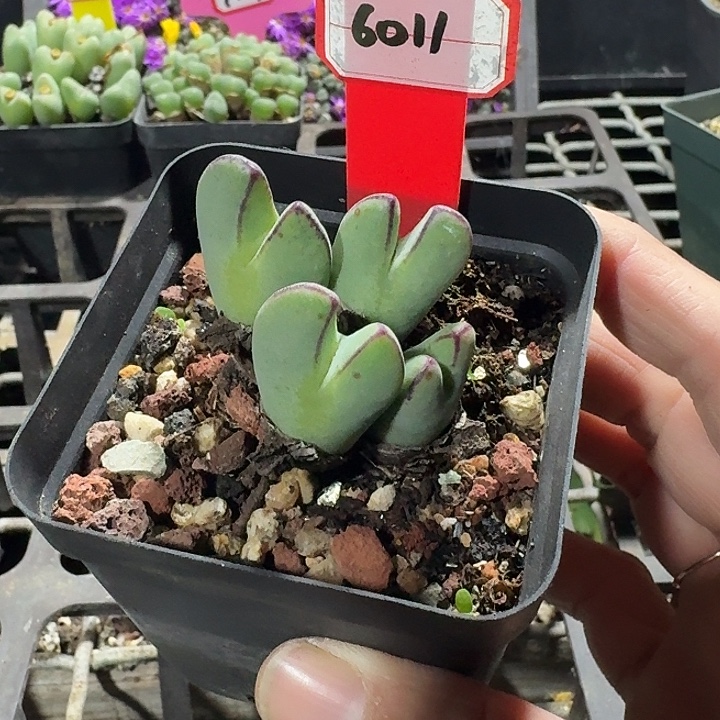 密密麻麻密密麻麻6011