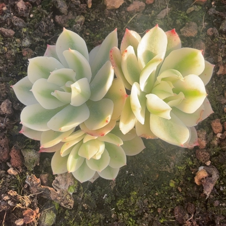 一颗海啸锦一颗多肉锦