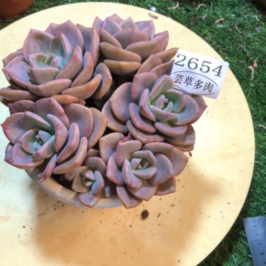 彩虹糖，2654，一物一拍