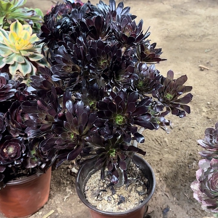 多肉植物法师黑法89