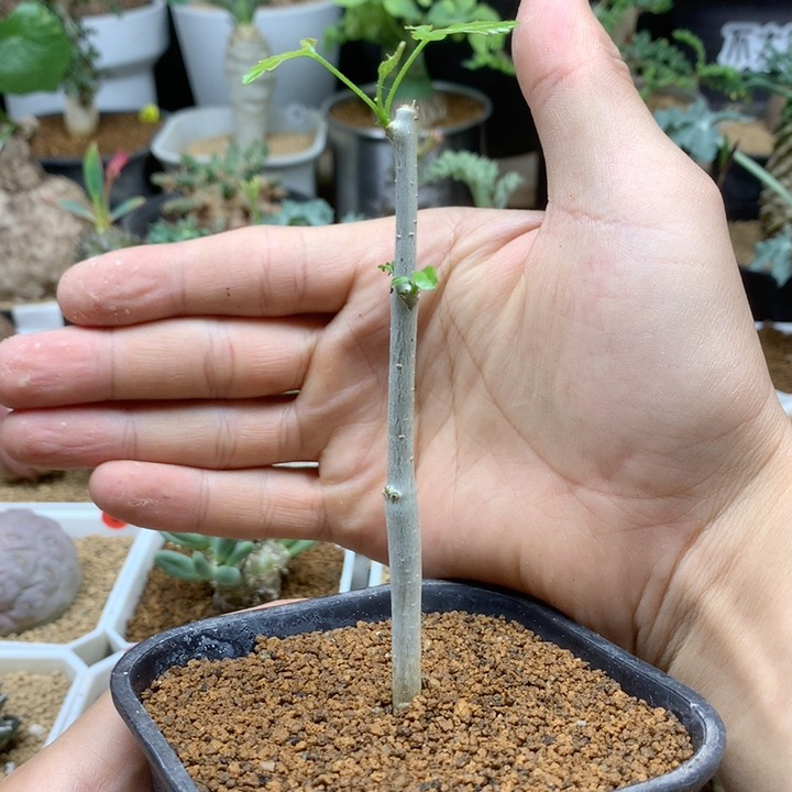 实生汉巴提橄榄带盆