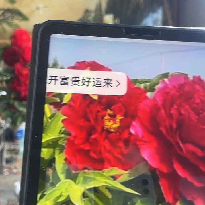 无花朵中国红牡丹28.8