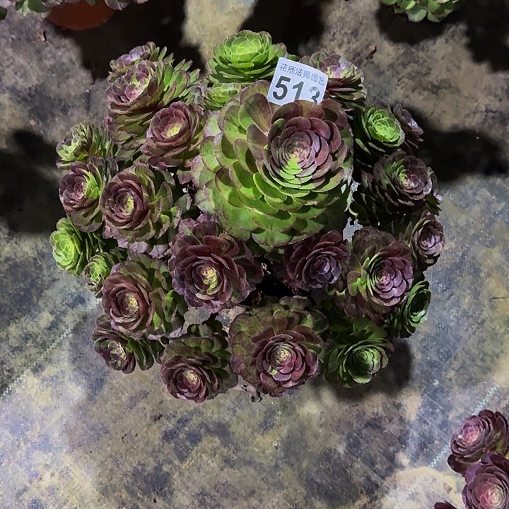 红陶花月夜51300