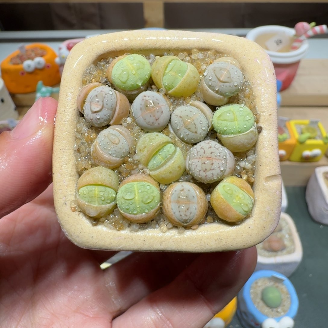 红陶蘑菇387大白