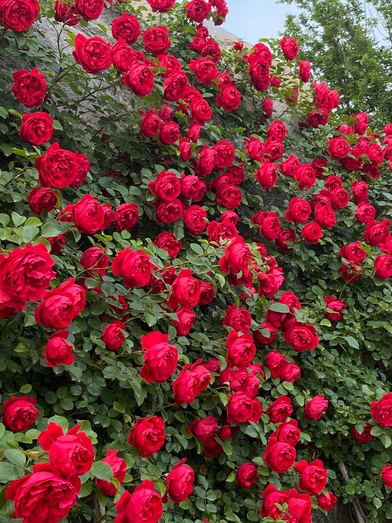 蒂娜、月季花、爬藤月季、月季花苗、月季、红色、浓香、盆栽、阳台、庭院