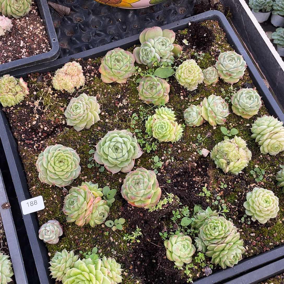 烨***烨188。 定。             