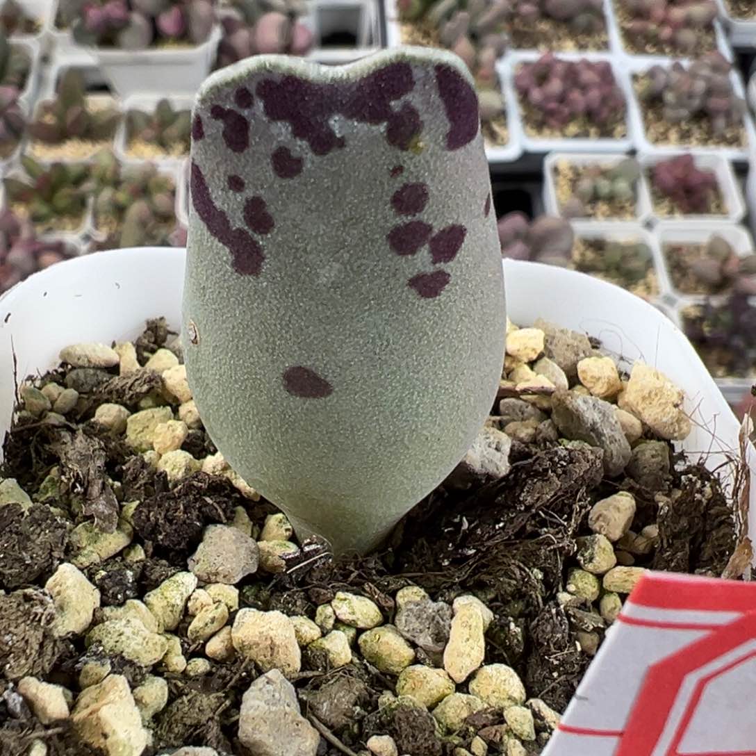 猫耳海豹多肉植物水泡