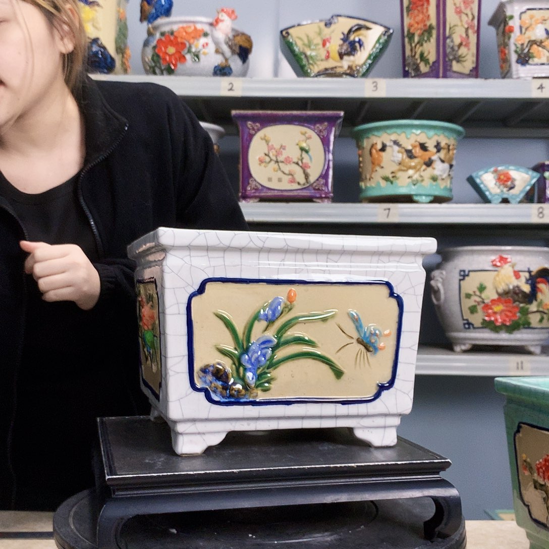 南**树实物拍摄湾盆石湾盆