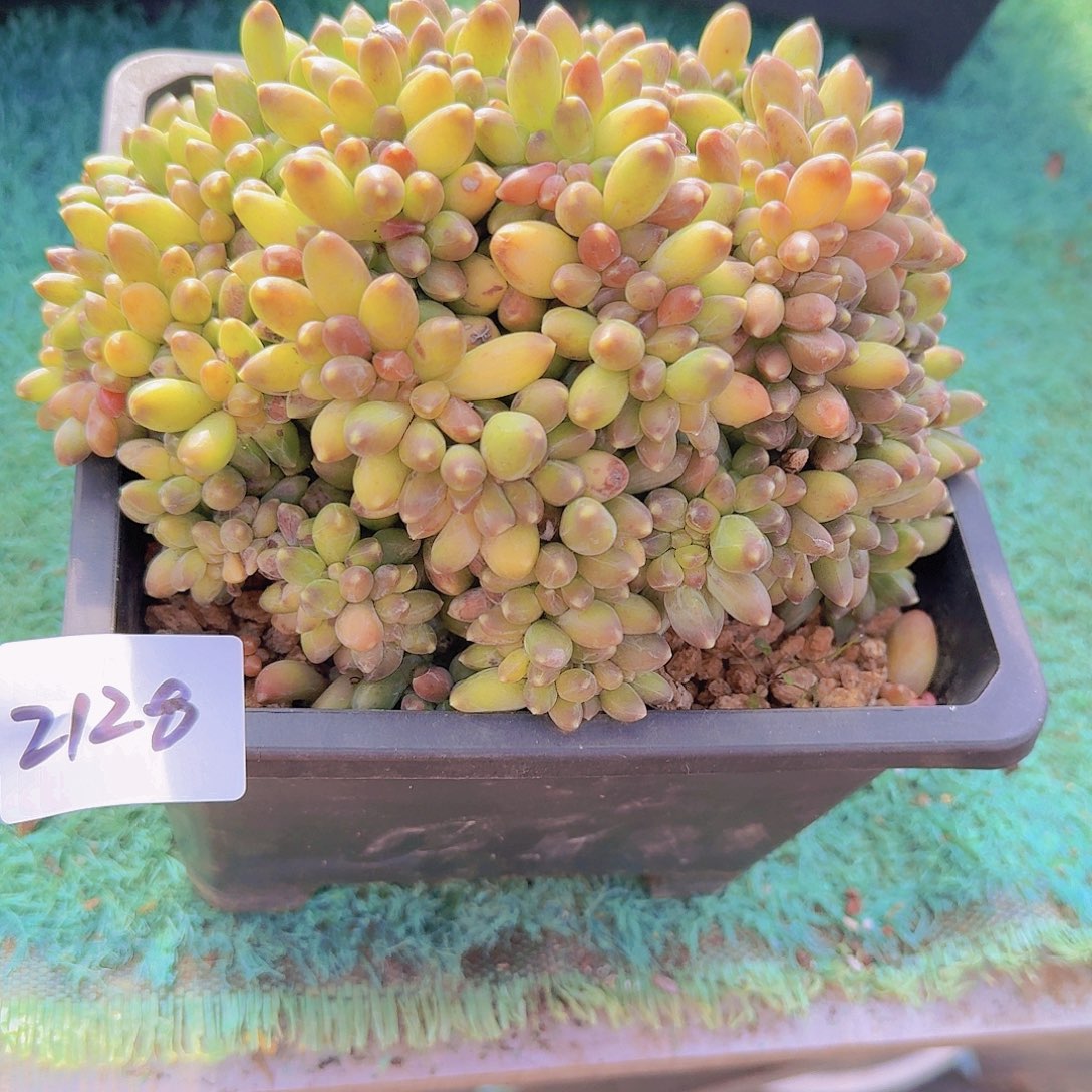 2128千代田缀多肉植物