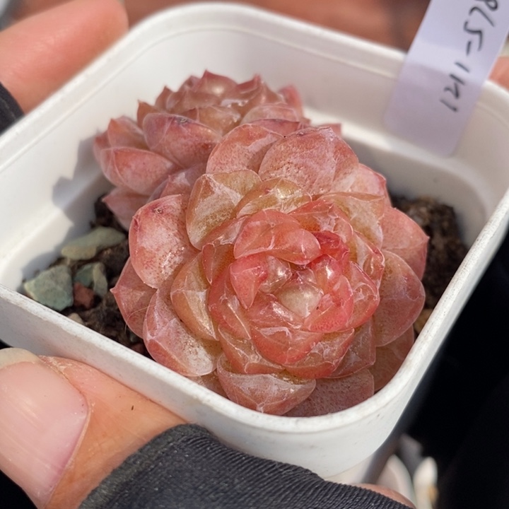 1211-578，糖心多肉双头