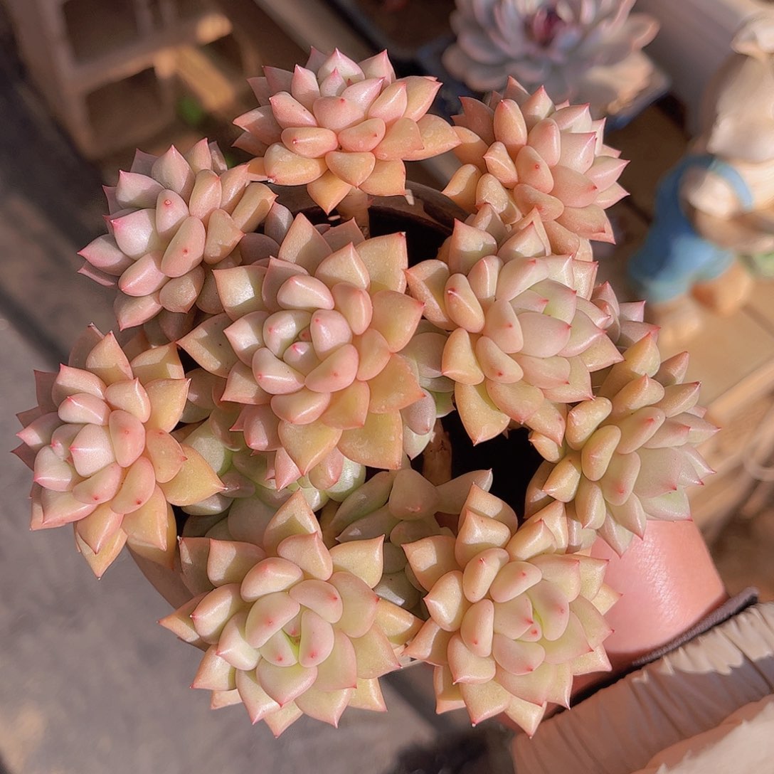 极品黄金象牙多肉