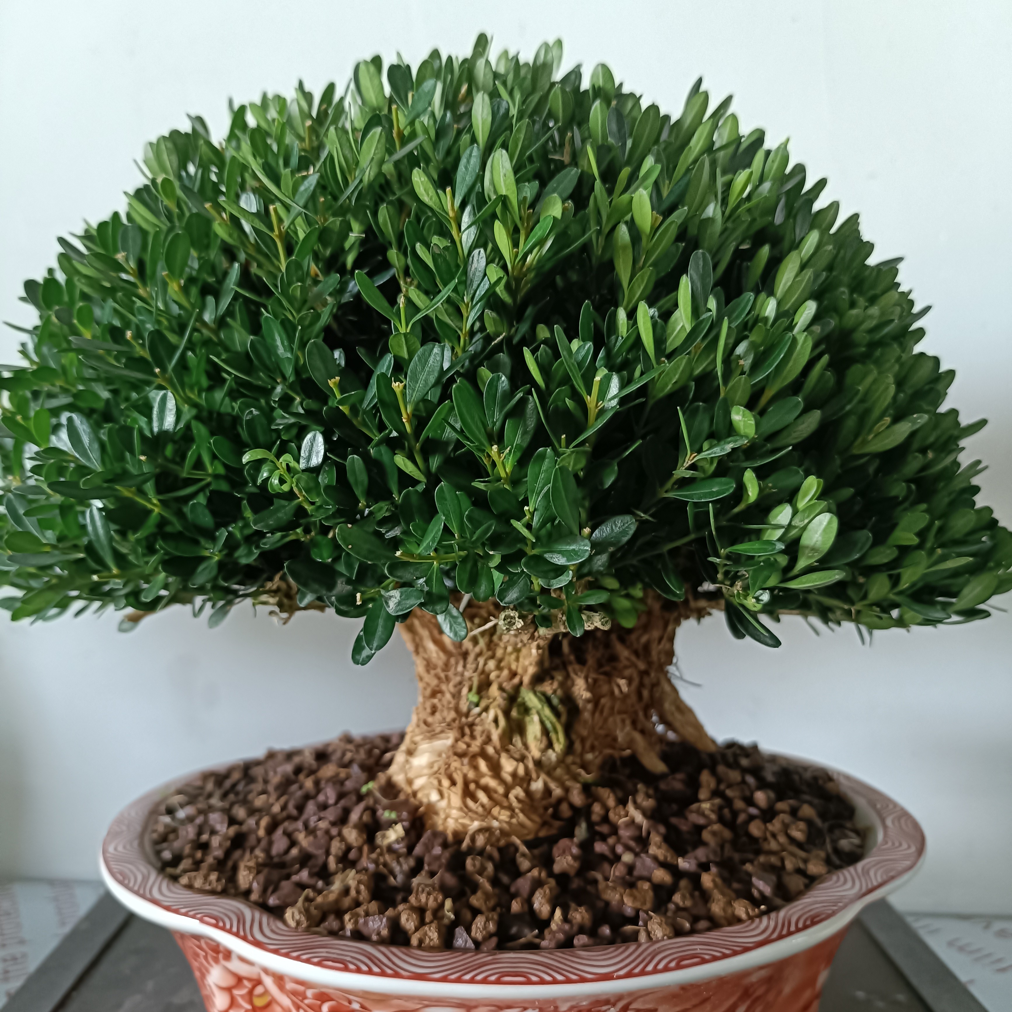 黄杨树老桩盆栽植物盆景