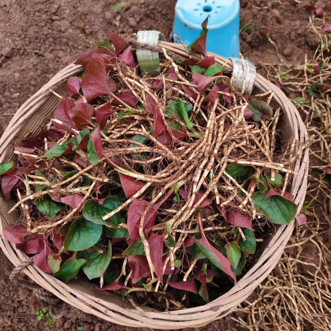 四川农家新鲜现挖折耳根鱼腥草叶子新鲜现发嫩根凉拌菜农村节节根