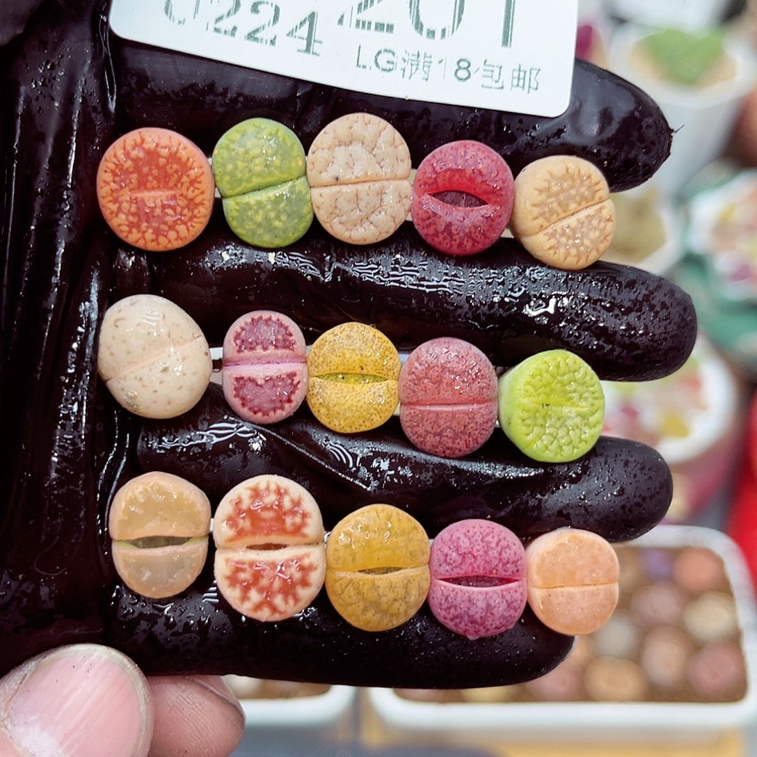 郎哥多肉生石花24-201