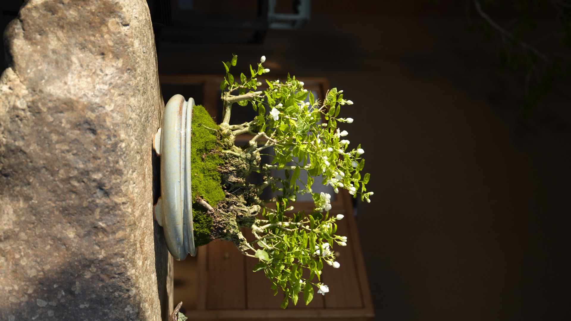 【美美精选】茉莉花/老桩/精选盆景